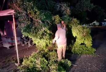 Atiende PC Culiacán caída de tres árboles, dos luminarias y un anuncio vial por los fuertes vientos