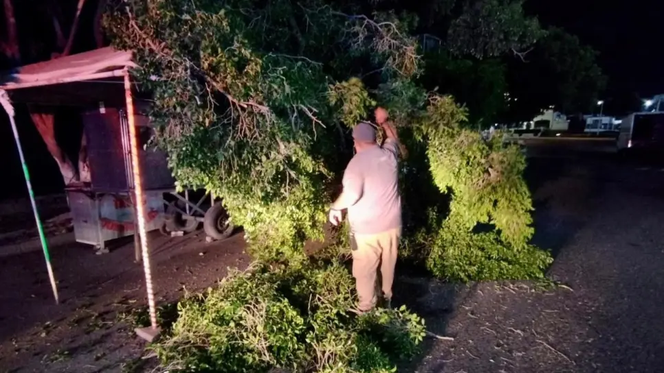 Atiende PC Culiacán caída de tres árboles, dos luminarias y un anuncio vial por los fuertes vientos Atiende PC Culiacán caída de tres árboles, dos luminarias y un anuncio vial por los fuertes vientos
