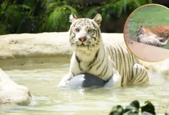 Muere tigresa en el zoológico tras ser atacada por su propio hijo | VIDEO