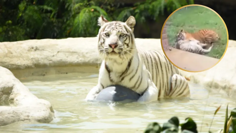 Muere tigresa en el zoológico tras ser atacada por su propio hijo | VIDEO