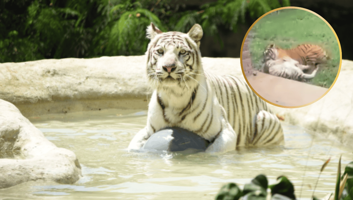 Muere tigresa en el zoológico tras ser atacada por su propio hijo | VIDEO