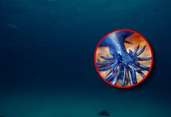 Así son los “dragones azules”, la especie obliga al cierre de playas en donde aparece