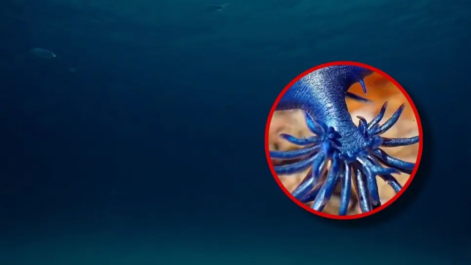 Así son los "dragones azules", la especie obliga al cierre de playas en donde aparece