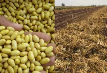 Productores de frijol de Sinaloa exigen $30 por kilo