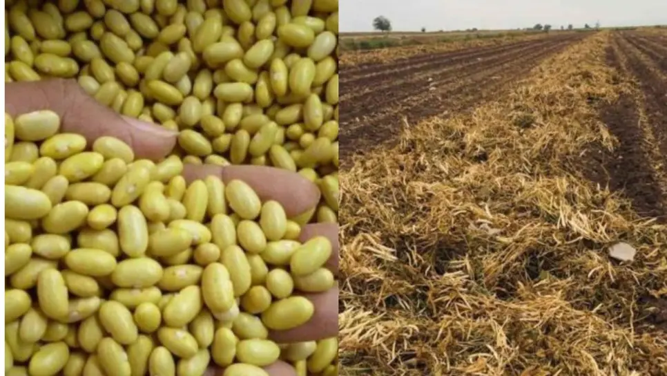 Productores de frijol de Sinaloa exigen $30 por kilo