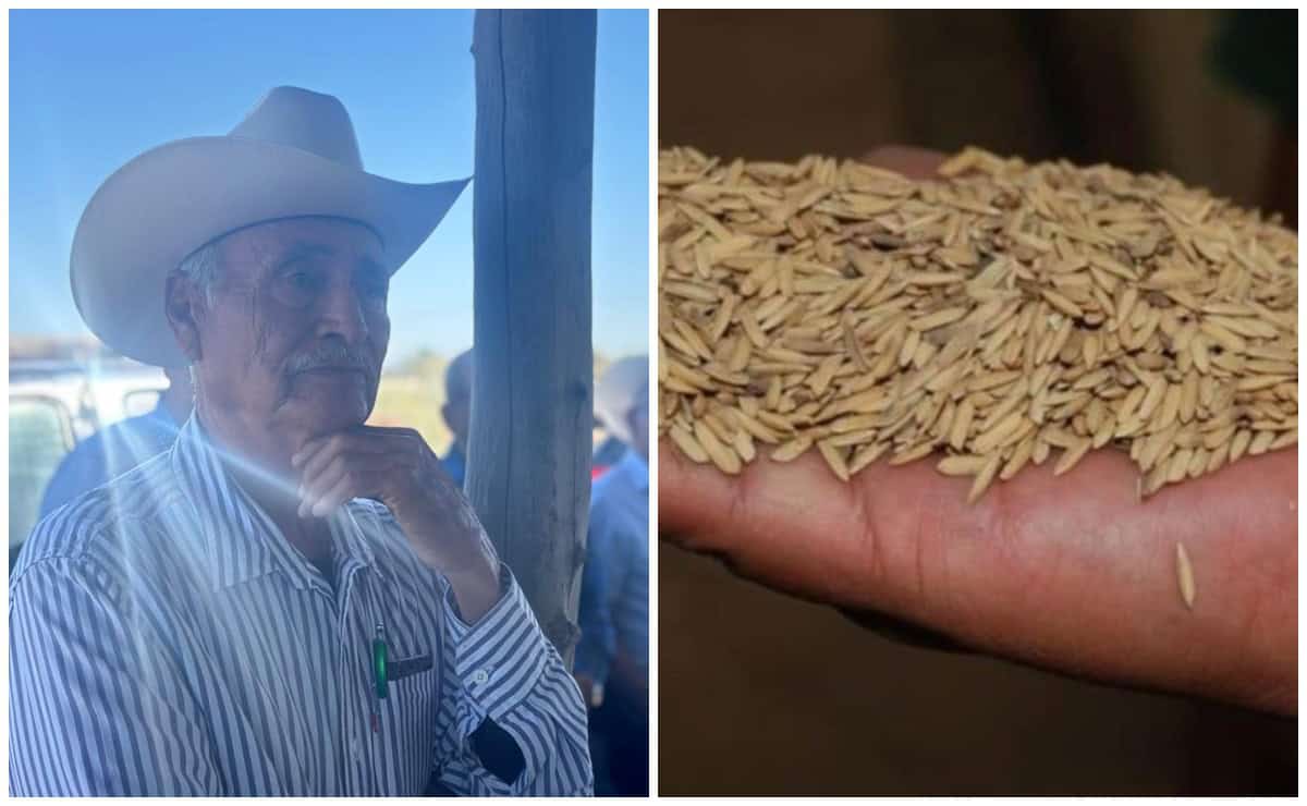 Productores de trigo en el Carrizo y Los Mochis siguen sin pago tras 3 meses de haber entregado sus cosechas