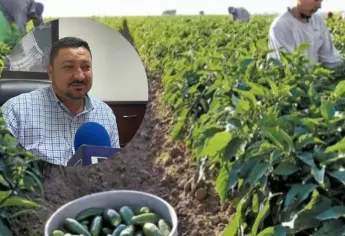 Valle del Fuerte no tendrá siembra del chile 2025-2026 