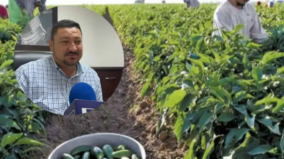 Valle del Fuerte no tendrá siembra del chile 2025-2026 