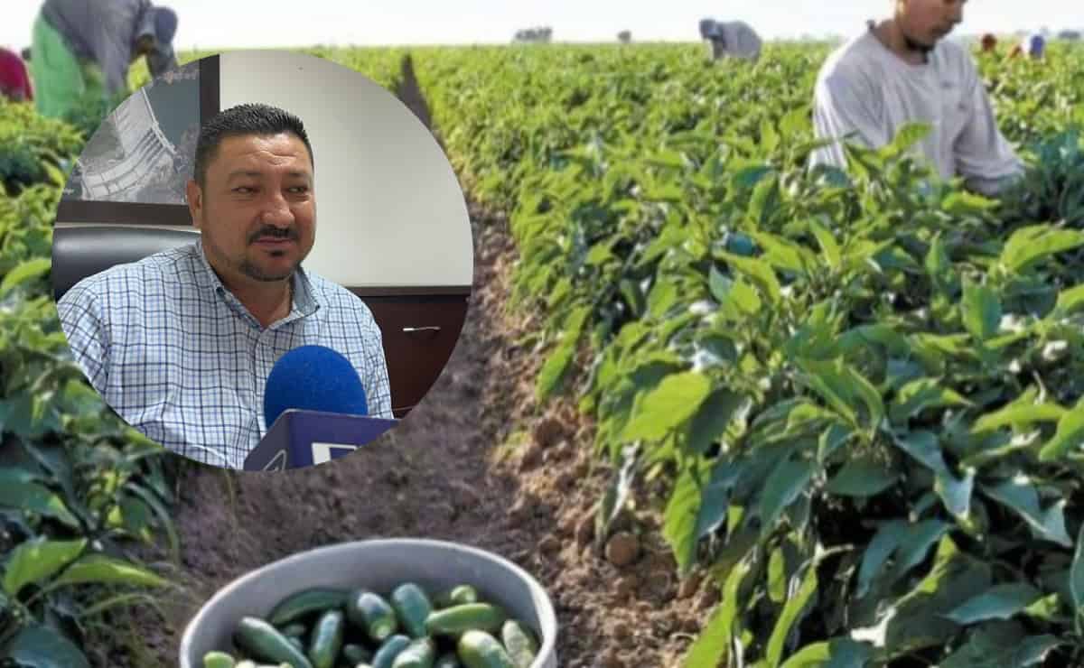 Valle del Fuerte no tendrá siembra del chile 2025-2026 