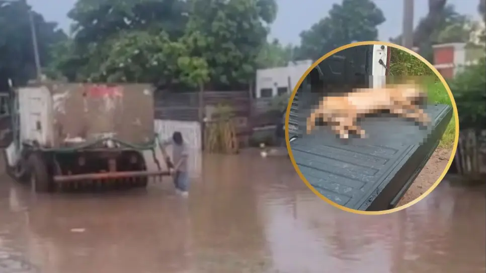 Dos perritos mueren electrocutados en la colonia Las Flores 3 durante fuertes lluvias en Los Mochis Dos perritos mueren electrocutados en la colonia Las Flores 3 durante fuertes lluvias en Los Mochis