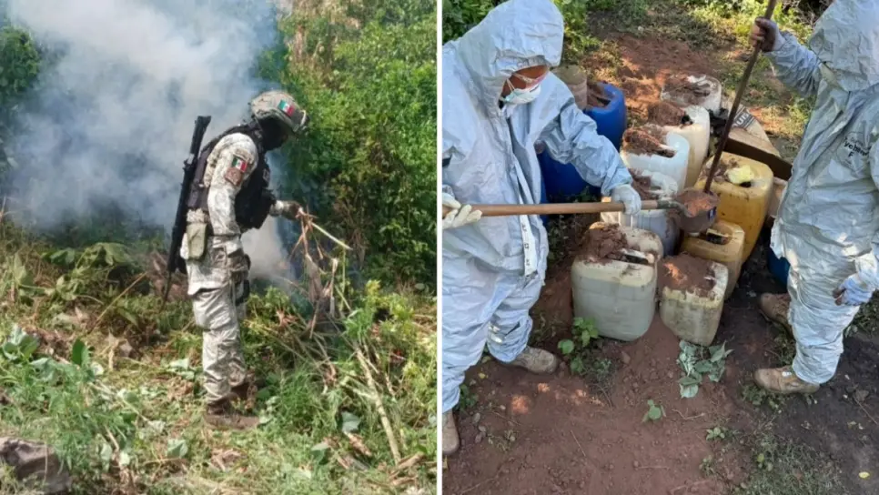 Militares aseguran químicos y plantíos de marihuana en Culiacán, Cosalá, Mocorito y Elota