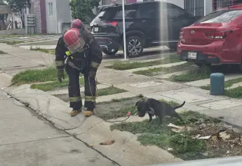 Perrita es atacada por cientos de abejas en Mazatlán; su estado de salud es delicado
