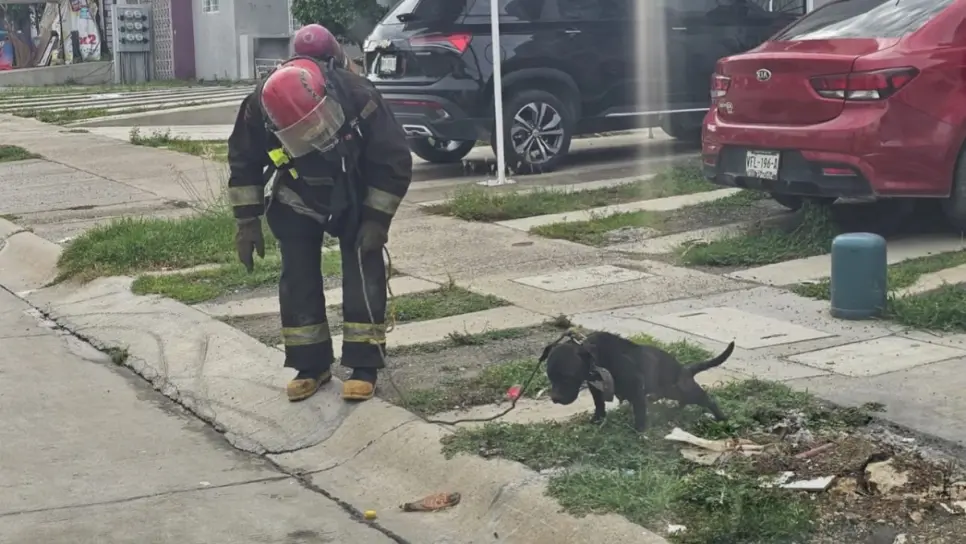 Perrita es atacada por cientos de abejas en Mazatlán; su estado de salud es delicado Perrita es atacada por cientos de abejas en Mazatlán; su estado de salud es delicado