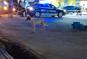 “El pinto” se queda solo, era la mascota de adulto mayor atropellado en Los Mochis