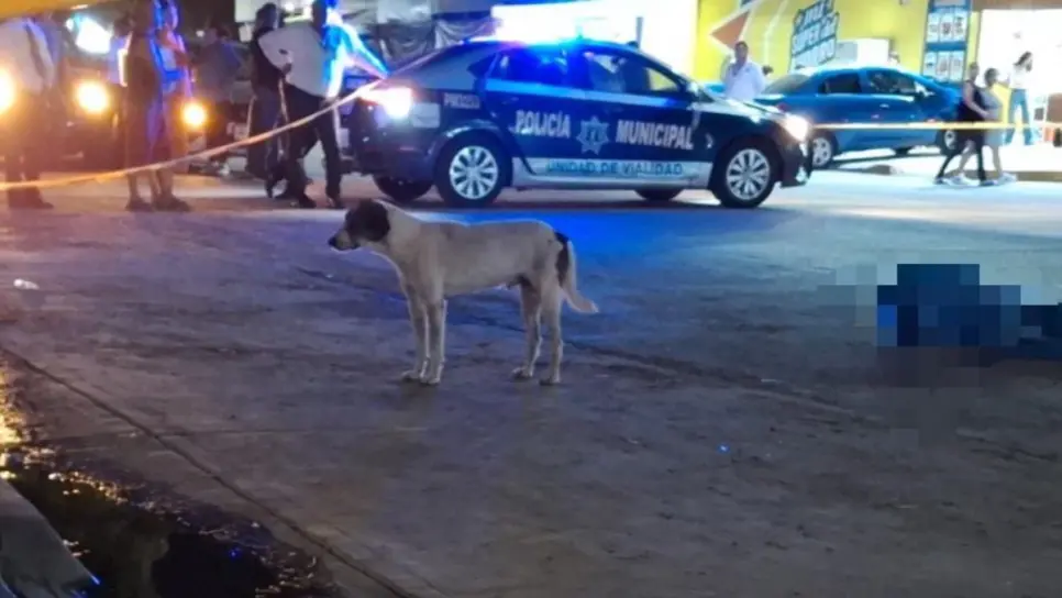 "El pinto" se queda solo, era la mascota de adulto mayor atropellado en Los Mochis "El pinto" se queda solo, era la mascota de adulto mayor atropellado en Los Mochis
