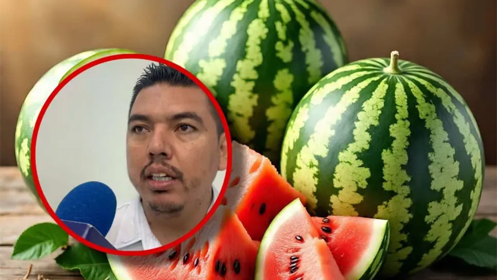 Productores de Choix se preparan para la cosecha de sandía