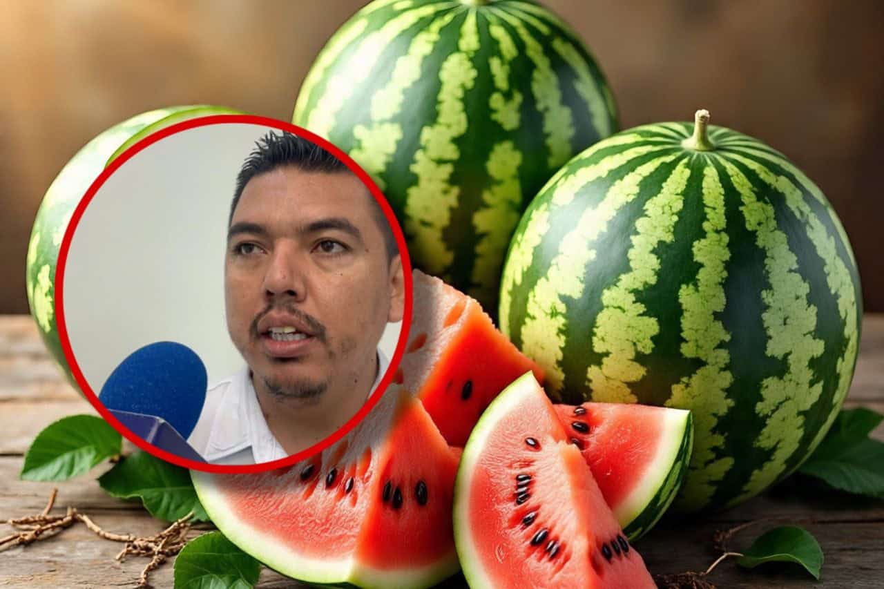 Productores de Choix se preparan para la cosecha de sandía