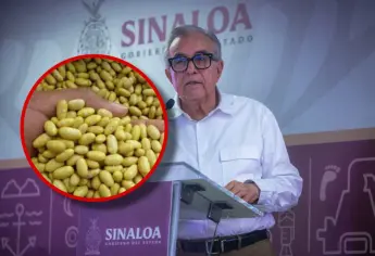 Rocha Moya gestiona agricultura por contrato para el ciclo 2025-2026 en Sinaloa
