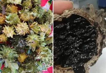 Papache, la fruta milagrosa del noroeste de México considerada patrimonio gastronómico