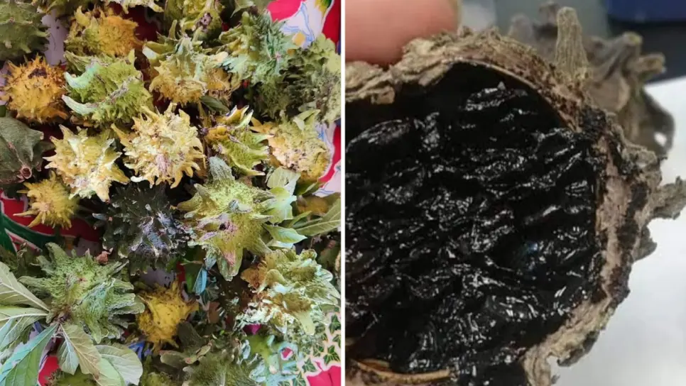 Papache, la fruta milagrosa del noroeste de México considerada patrimonio gastronómico