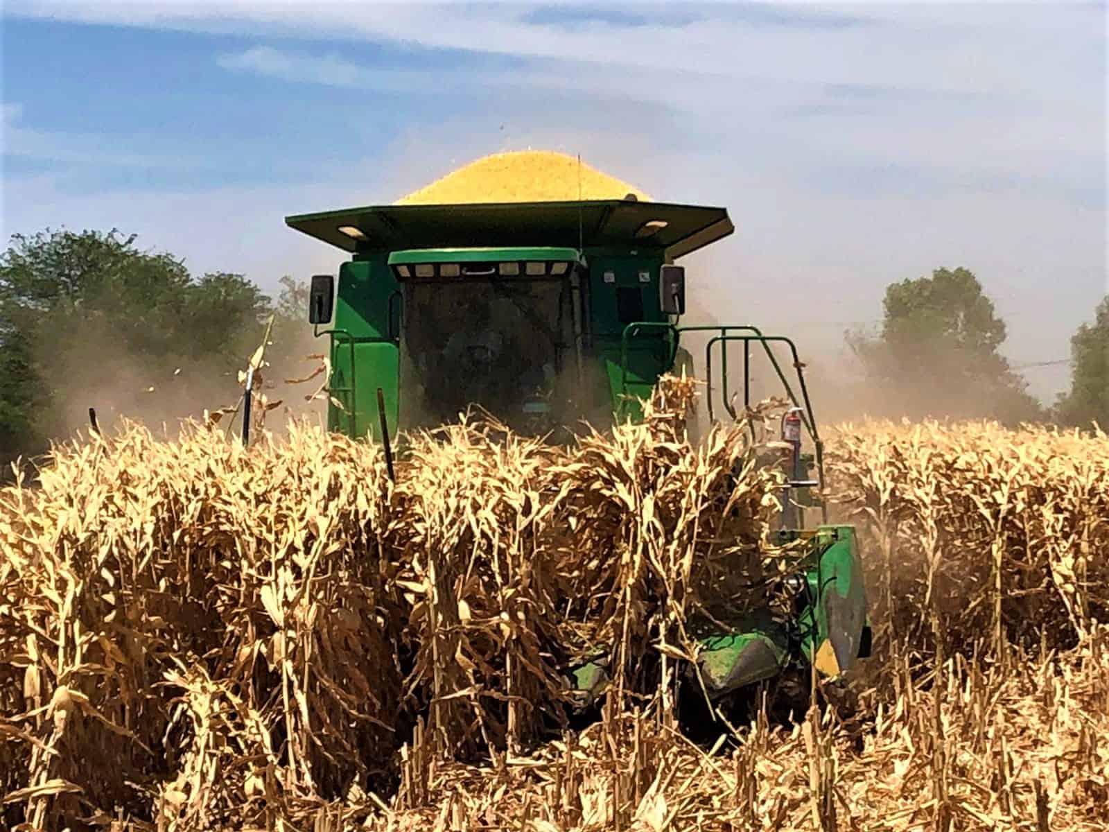 México rompe récord en importación de maíz