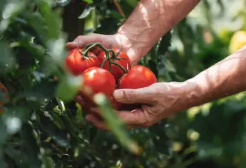 Sinaloa se prepara para la siembra de tomate pese a aranceles de Estados Unidos