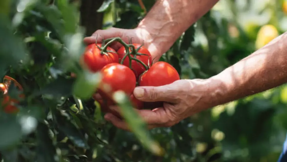 Sinaloa se prepara para la siembra de tomate pese a aranceles de Estados Unidos Sinaloa se prepara para la siembra de tomate pese a aranceles de Estados Unidos