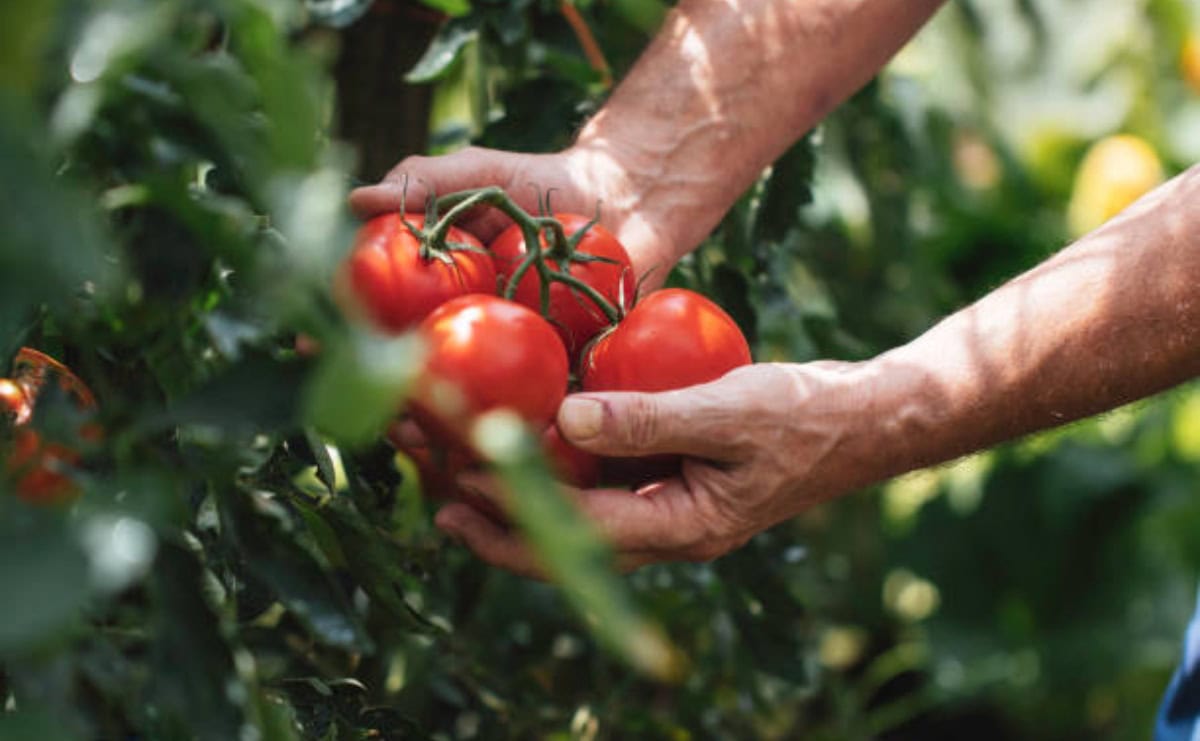 Sinaloa se prepara para la siembra de tomate pese a aranceles de Estados Unidos