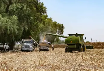 Agricultura sustentable: el arma secreta de los productores para sobrevivir a la sequía en Sinaloa