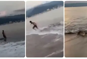 Cocodrilo por poco y muerde a un turista en playa de Puerto Vallarta | VIDEO