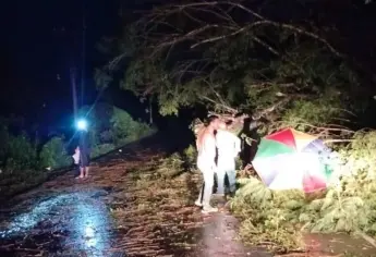 Tormenta causa estragos en Guasave con árboles caídos, calles cerradas e inundaciones