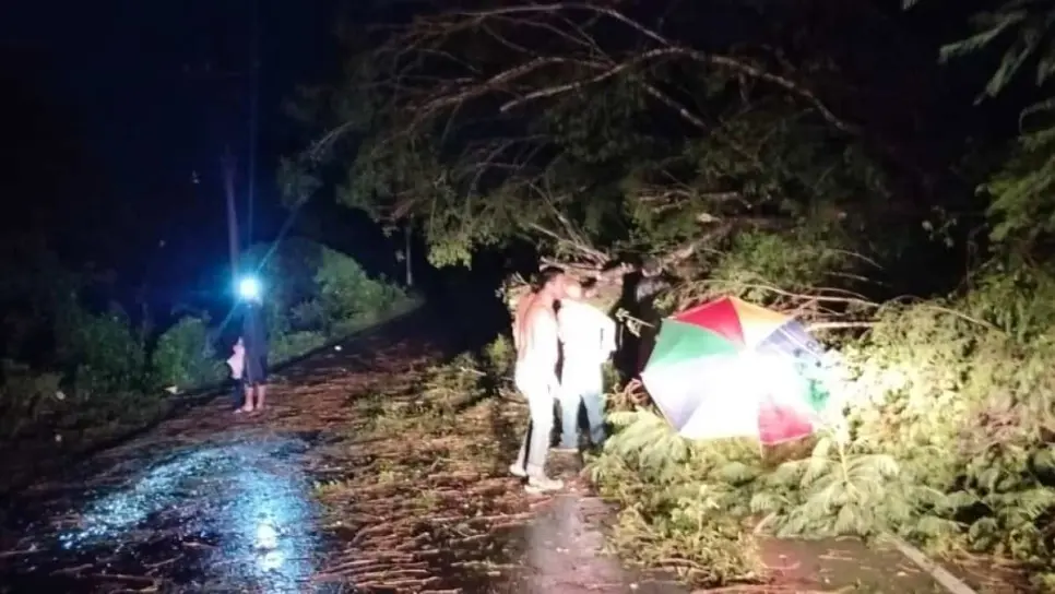 Tormenta causa estragos en Guasave con árboles caídos, calles cerradas e inundaciones Tormenta causa estragos en Guasave con árboles caídos, calles cerradas e inundaciones