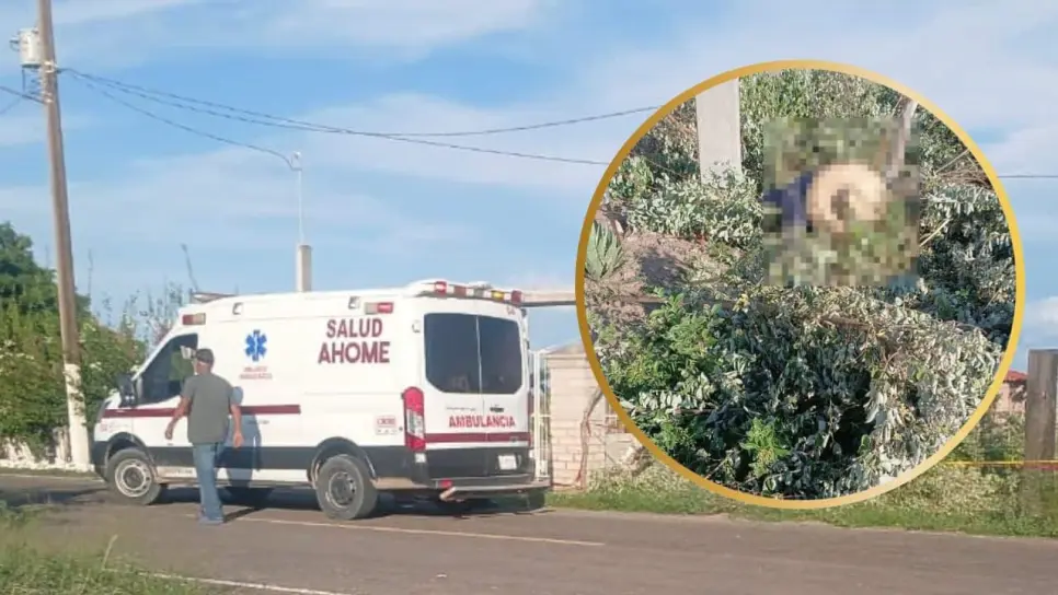 Muere adulto mayor tras caer de un árbol en una comunidad pesquera de Ahome Muere adulto mayor tras caer de un árbol en una comunidad pesquera de Ahome