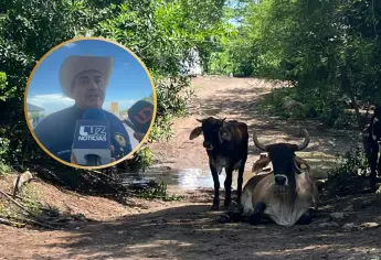 Ganaderos de Mazatlán buscan aumento en el precio de la leche