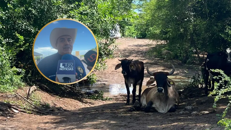 Ganaderos de Mazatlán buscan aumento en el precio de la leche Ganaderos de Mazatlán buscan aumento en el precio de la leche