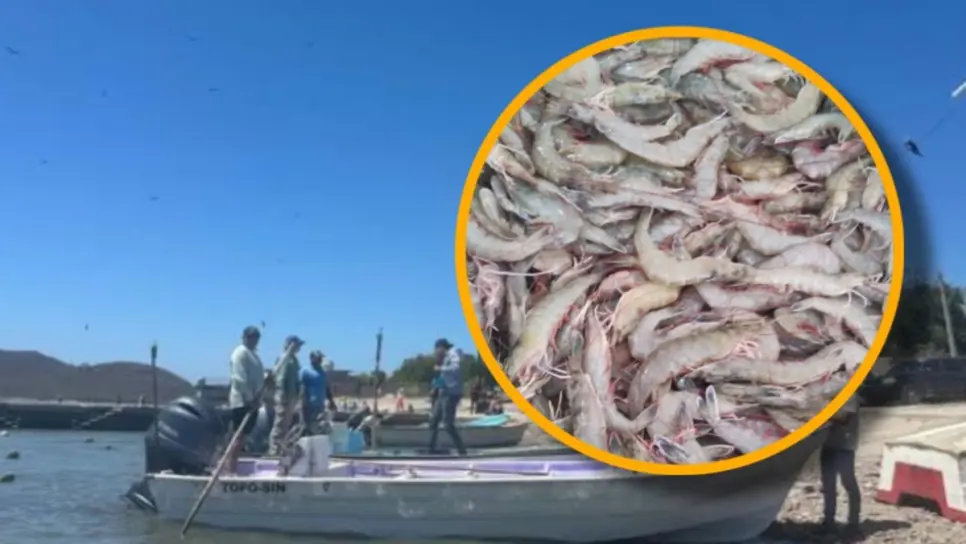 Pescadores de Sinaloa piden levanten veda del camarón este 16 de septiembre Pescadores de Sinaloa piden levanten veda del camarón este 16 de septiembre