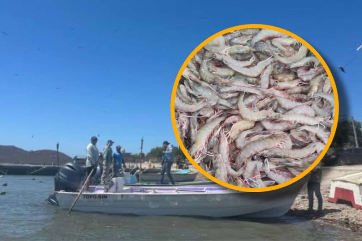 Pescadores de Sinaloa piden levanten veda del camarón este 16 de septiembre