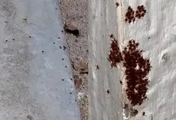 Denuncian plaga de garrapatas en el fraccionamiento San Fermín, en Culiacán