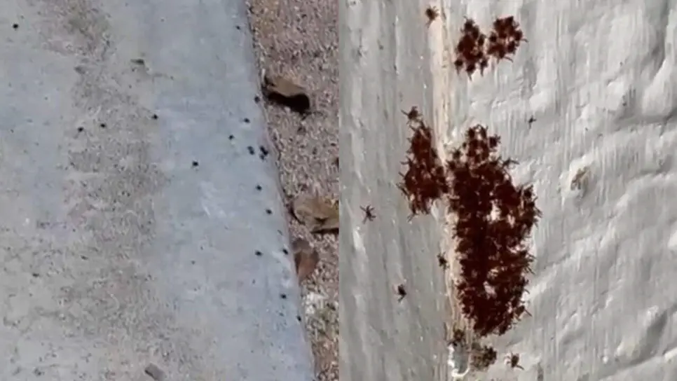 Denuncian plaga de garrapatas en el fraccionamiento San Fermín, en Culiacán