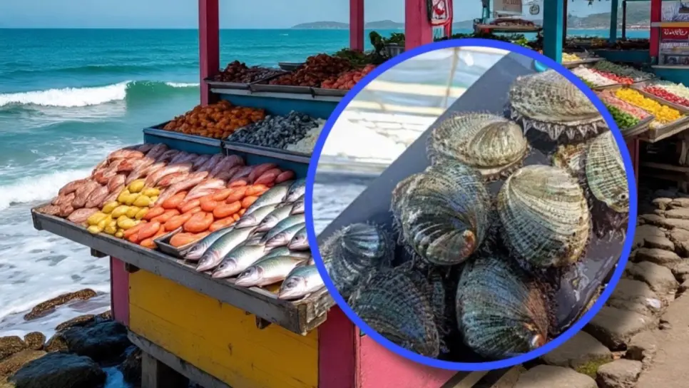 Veda del abulón en BCS: ¿Cuándo inicia y a cuánto subirá el precio?