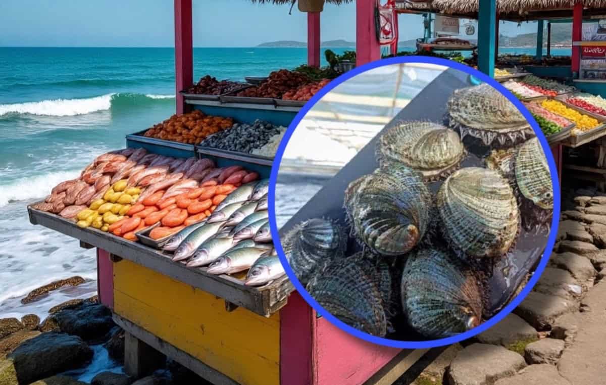 Veda del abulón en BCS: ¿Cuándo inicia y a cuánto subirá el precio?
