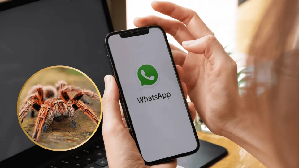 Modo Tarántula en WhatsApp: así puedes instalarlo en tu celular Modo Tarántula en WhatsApp: así puedes instalarlo en tu celular