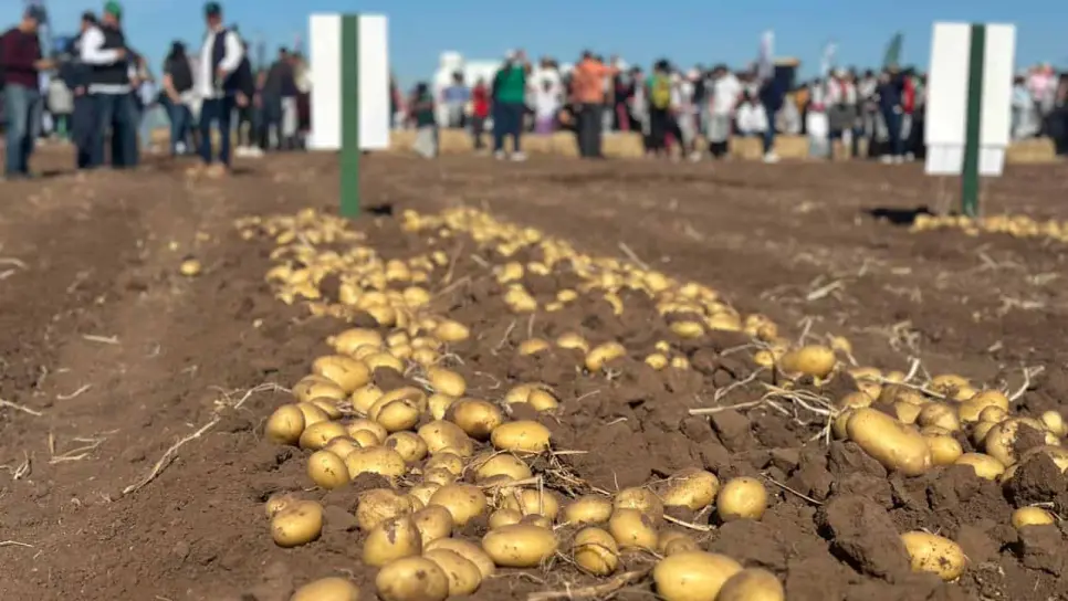 Sinaloa desfasa siembra de papa por sequía Sinaloa desfasa siembra de papa por sequía