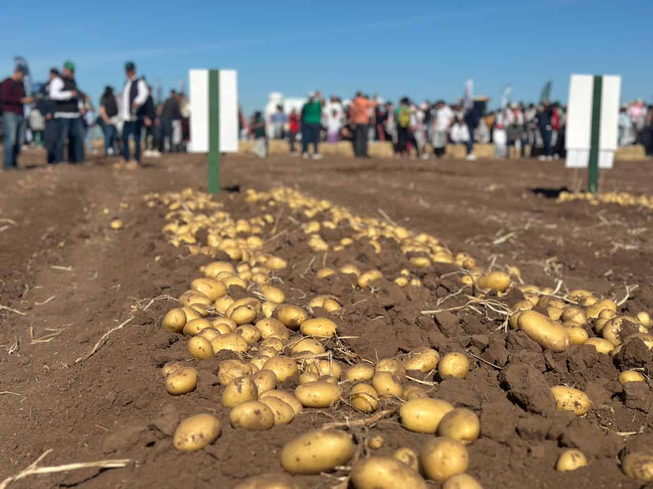 Sinaloa desfasa siembra de papa por sequía