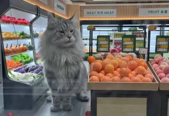 Youtuber crea una ciudad en miniatura para sus gatos | VIDEO