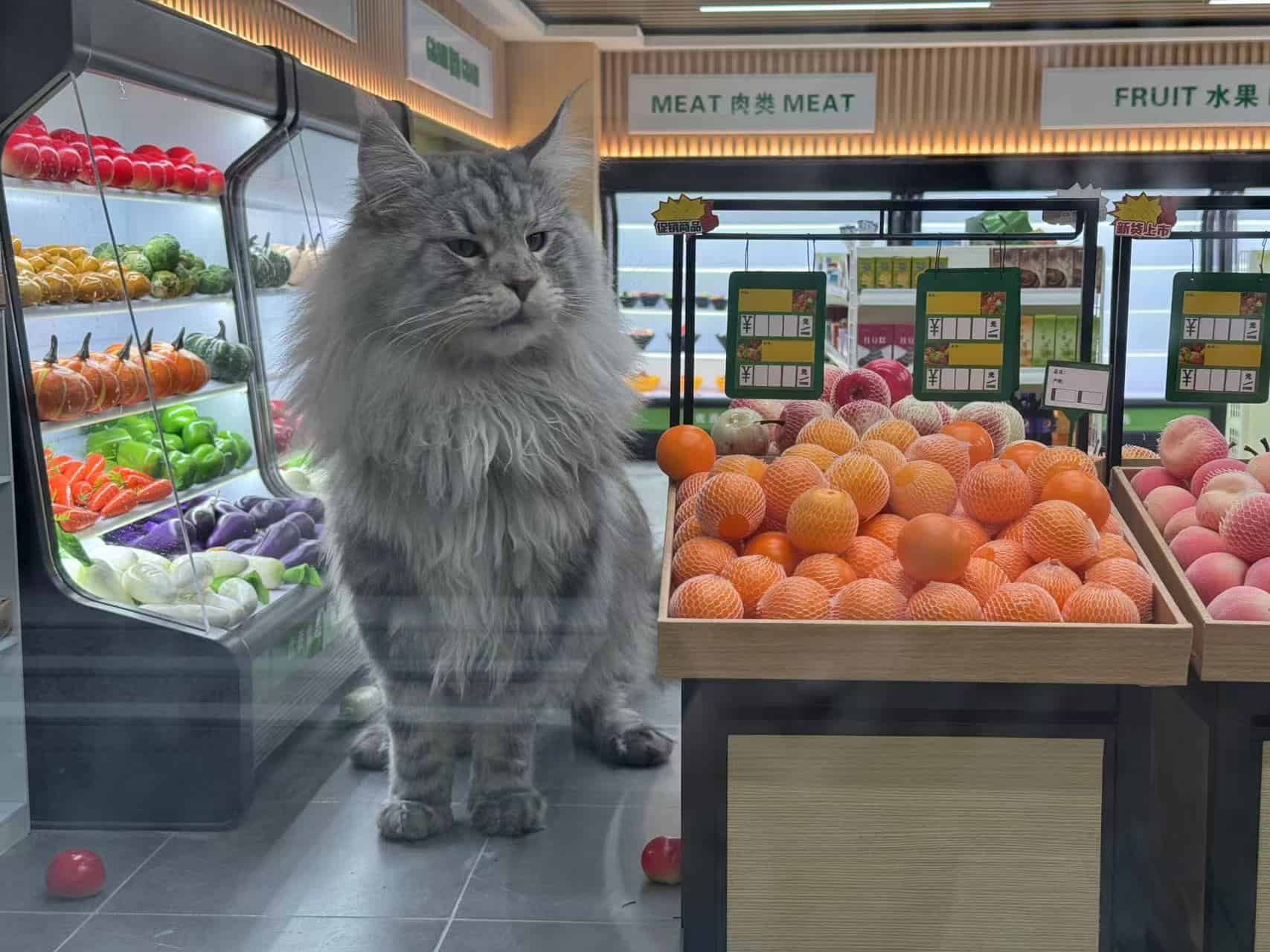 Youtuber crea una ciudad en miniatura para sus gatos | VIDEO