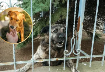 ¿Cómo saludar a un perro y que no te muerda en el intento?