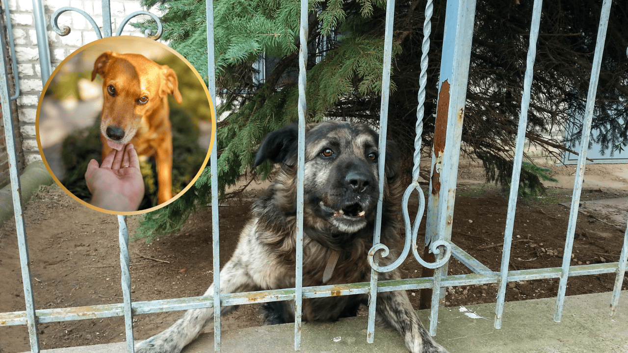 ¿Cómo saludar a un perro y que no te muerda en el intento?