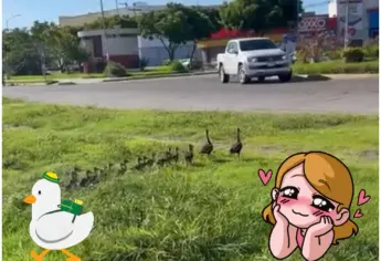 Familia de patitos detiene el tráfico en Mazatlán; así reaccionan los conductores