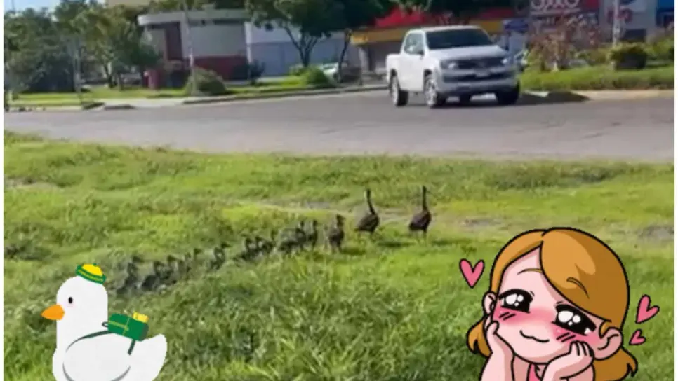Familia de patitos detiene el tráfico en Mazatlán; así reaccionan los conductores